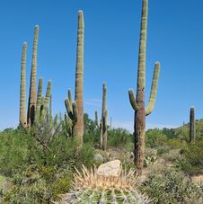 Saguaro nationalpark, Arizona 2022